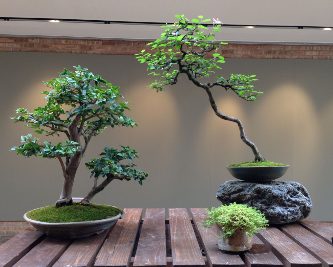 The long and (very) short of bonsai Medill Reports Chicago